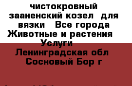 чистокровный зааненский козел  для вязки - Все города Животные и растения » Услуги   . Ленинградская обл.,Сосновый Бор г.
